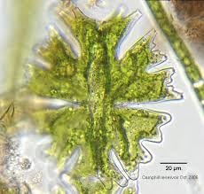 Image result for Micractis