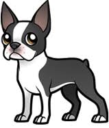 Learn how to draw boston terrier pictures using these outlines or print just for coloring. Boston Terrier Boston Terrier Boston Terrier Art Brindle Boston Terrier