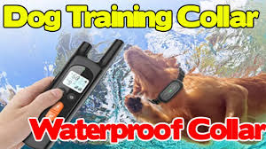 Home » outdoor » how and why to train your dog with an electronic collar. Nvk Dog Training Collar Dog Shock Collar With Remote Waterproof Rechargeable Dog Collar Youtube