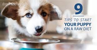 Starting Your Puppy On A Raw Diet Dogs Naturally Magazine