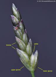 Image result for Eragrostis macrochlamys