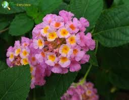 Image result for Lantana camara