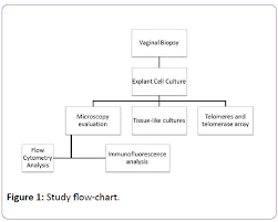 Establishment And Characterization Of Vaginal Tissue Primary