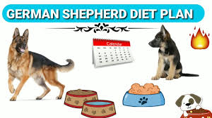German Shepherd Diet Plan In Hindi German Shepherd Chart