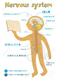 These notebook pages are it really broke the parts of the nervous system that made it really easy for my kids to understand. Human Nervous System For Kids Vector Color Cartoon Illustration Royalty Free Cliparts Vectors And Stock Illustration Image 66719533