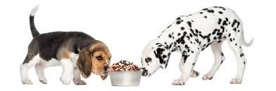 We did not find results for: Can Dogs Eat Beans 9 Best Beans To Give Revealed Here