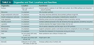 What are the major organelles and their functions. Cell Structure