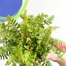 Image result for Dryopteris antarctica