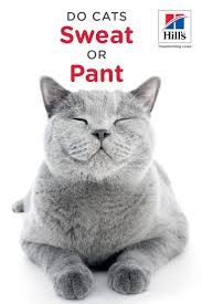 Cats do not cool themselves by panting. Do Cats Sweat You Sweat Your Dog Pants But Does Your Cat Sweat And Can She Pant Too Birthday Humor Happy Birthday Quotes For Friends Happy Birthday Quotes