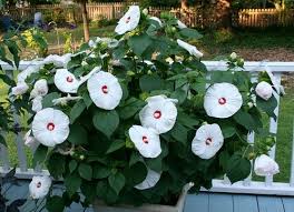 Check spelling or type a new query. 30 Exclusive White Flower Plants In India India Gardening