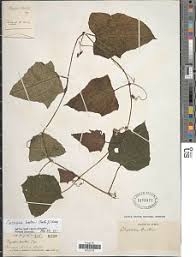 Image result for Coccinia barteri