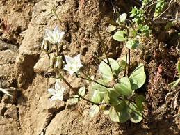 Image result for Swertia welwitschii