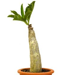 Image result for Cyphostemma quinatum