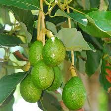 New (3) from $3.40 + $5.49 shipping. Bonne Pann Mara Butter Fruit Avocado Kodagu Heritage