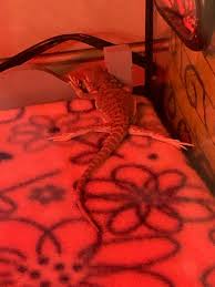 Ignoring The Husbandry, This Bearded Dragon Does Look Weird, Right? Like  It'S Not Just The Eyes. : R/Beardeddragons