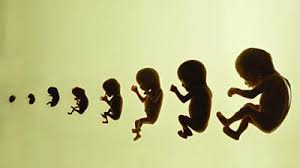 Das gewicht kommt in etwa hin aber die größe war ja voll daneben. Schwangerschaft Grosse Des Embyos Fotus Seite 2 Babywelten Ch