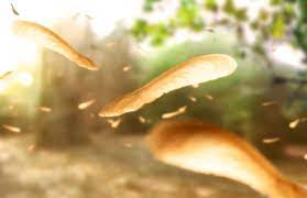 Maple Tree Helicopter Seeds For Throwing After The Wedding Ceremony I Love You Sis 3 Maple Tree Seeds Tree Seeds Walking In Nature