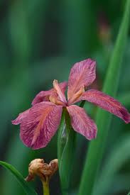 Image result for Nelsonia smithii