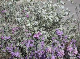 We did not find results for: Choosing Plants With Colors Flowers Drought Tolerant Heat Resistant White Purple Red Orange Yellow Bushes Tjs Garden