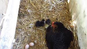 Maison Saint Julien 72 Home Facebook