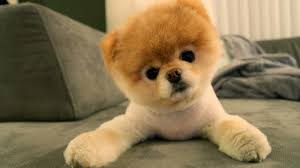 Cute Pomeranian Puppies Wallpaper Image Free Hd Wallpaper Boo The Dog Funny Dog Videos Cute Dogs Images Cool collections of cute puppy wallpaper for desktop, laptop and mobiles.