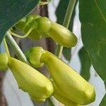 Image result for Hyparrhenia anemopaegma