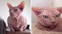 Sphynx Cats: What You Should Know Before You Buy One ...