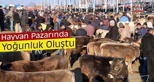 Sarkisla Hayvan Pazari Canlandi Buyuk Sivas Haber Sivas Haberleri Haberler Guncel Yerel Haberlerbuyuk Sivas Haber Sivas Haberleri Haberler Guncel Yerel Haberler