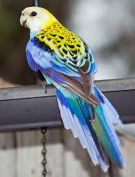 Yellow Bird With Red Cheeks Paleros Art 4637 Big Jpg 2183 2864 Australian Parrots Parrot Yellow Animals