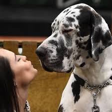 The national dog day is celebrated on the 26th of august every year. National Dog Day 2018 Events How To Celebrate