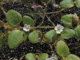 Image result for Litanthus pusillus