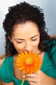 Daisies flower orange Stock Photos
