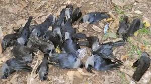 Although the h1n1 swine flu pandemic strain contained some bird flu genes, it was not the same strain as the. No Evidence Of Bird Flu Transmission To Humans Via Contaminated Poultry Consumption