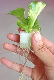 100x Growing Media Hydroponics Aeroponics Aquaponics Sponges Cubes Seed Starting For Sale Online Ebay Hydroponics Hydroponics Diy Hydroponics System