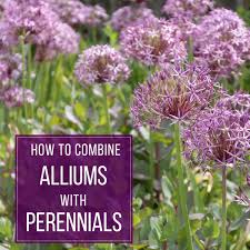 How To Combine Alliums With Perennials Longfield Gardens