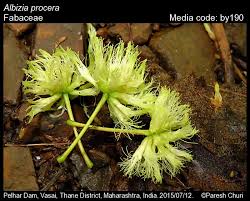 Image result for Albizia procera