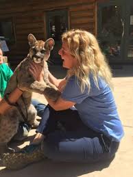 This powerful predator roams the americas, where it is also known as a panther, puma, mountain lion, and catamount. We Shouldn T Celebrate The Killing Of A Mountain Lion High Country News Know The West