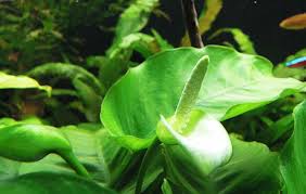 Image result for Araceae