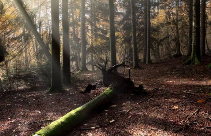 Deadwood – a living haven of biodiversity - One More Tree Foundation