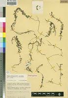 Image result for Rotala tenella