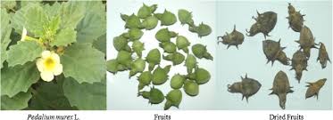 Image result for Pedalium