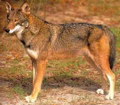 Red Wolf Red Wolf Wolf Photos Wild Dogs