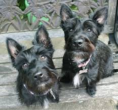 Scoland Terrier Scoland Terriers Scottie Westie Hybrid Terrier Dog Breeds Westie Puppies Terrier