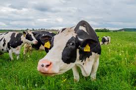25 Funny Cow Jokes Best Jokes About Cows For Kids
