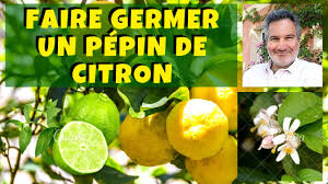 Comment Faire Pousser Un Citronnier A Partir De Pepin Youtube