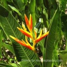 Best 18 amazon rainforest plants & flowers (updated) | rainforest plants. Tropical Rainforest Plants Amazon Rainforest Plants Rainforest Plants Rainforest Flowers Amazon Rainforest Plants