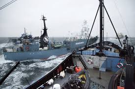 U S Sea Shepherd Settles Case But Australian Branch Defiant The Japan Times