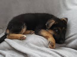 Our puppy is officially 8 weeks. Alpha German Shepherds Home Facebook