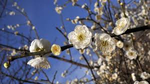 Image result for Rosaceae