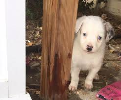 Two years ago we lost our amazing dog bandit who was a border collie mix. Aussie Border Collie Mix Puppies For Sale In Merrill Oregon Classified Americanlisted Com